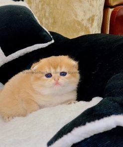 mèo scottish tai cụp