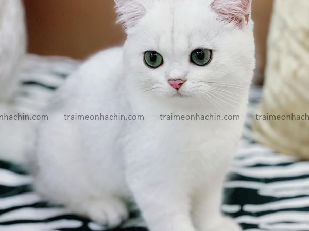 Những Điều Thú Vị Về Mèo Anh Lông Ngắn Chinchilla | Trại Mèo Nhà Chin -  Chin'S House Cattery