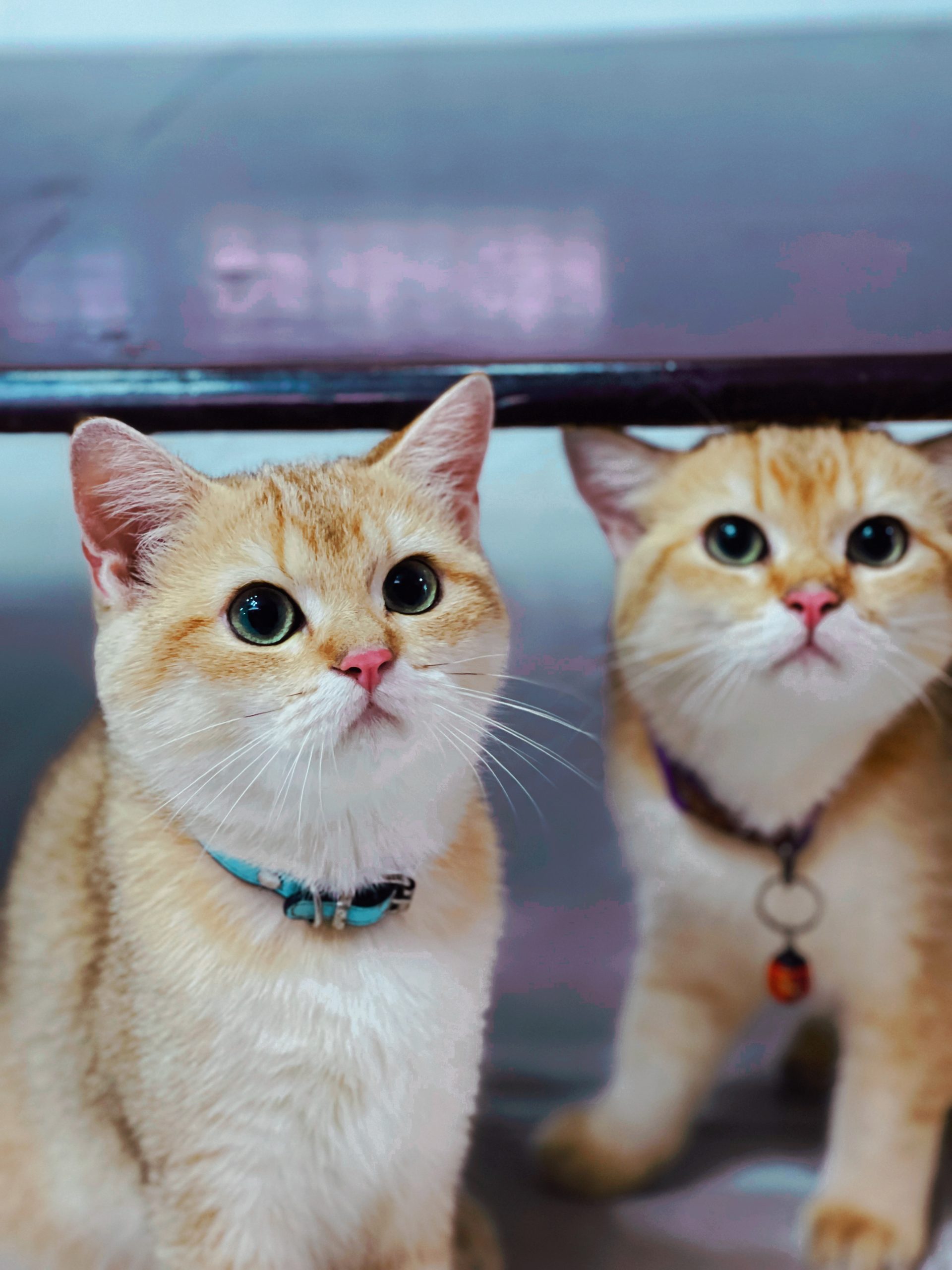 ED3DBB52-F6DC-4D23-B42C-7B1A8A443EE7